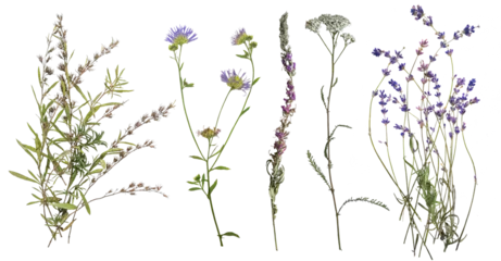 Fotobehang Bloemen Dried wild flowers on transparent background. Flat lay, top view.  © Vlada