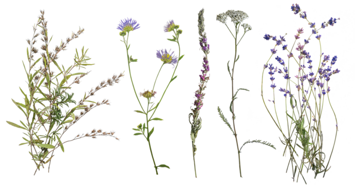 Dried wild flowers on transparent background. Flat lay, top view.