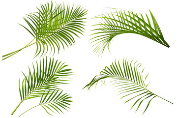 Fototapeta premium Green leaf of palm tree on transparent background