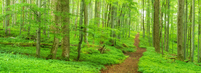 Panorama of Footpath through natural green forest in spring