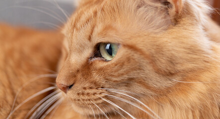 美しいネコの眼　茶トラ猫