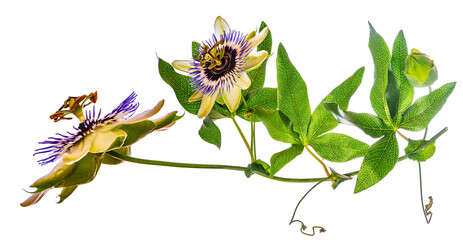 Passion  flower - passiflora isolated on white background