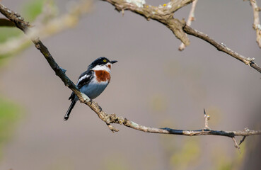 Cape batis (Batiscapensis) is one of the songbirds of Africa.