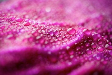 Red cabbage leaf