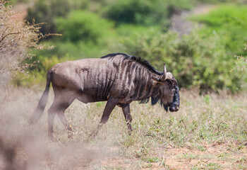 African wildebeests or Ox-headed antelopes (C. taurinus), weighing between 150 -250 kg. Life...