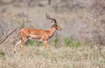 Impala (Aepyceros melampus) is a medium-sized antelope that lives in the east and south of Africa.