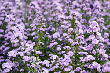 Violet flower field texture for background