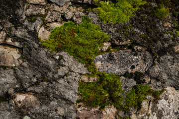 stone texture with moss