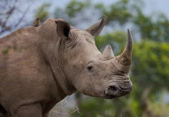 Foto op Plexiglas The white rhinoceros or the square-lipped rhinoceros (Ceratotherium simum) is the largest rhino species. It has a wide mouth used for grazing and is the most social of all rhino species. © selim