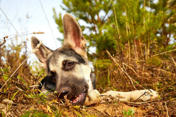 Dog German Shepherd on nature landscape in an autumn or summer day