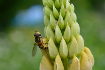 Schwebfliege auf Lupinenblüte