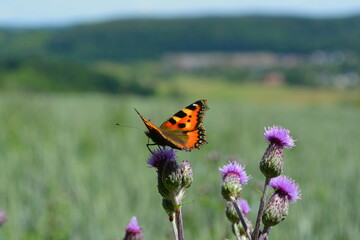 Schmetterling (Kleiner Fuchs) auf einer Distelblüte