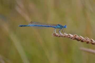 Libelle (Blaue Federlibelle) im Getreidefeld
