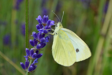 Schmetterling (Kleiner Kohlweißling) an Lavendelblüte