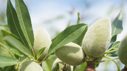 Almond tree. Almond harvest. Green almond trees on the tree.