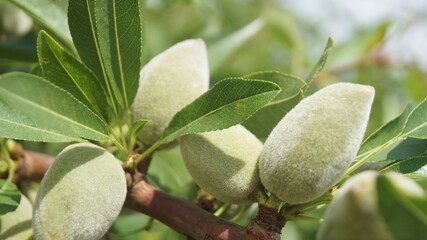 Almond tree. Almond harvest. Green almond trees on the tree.