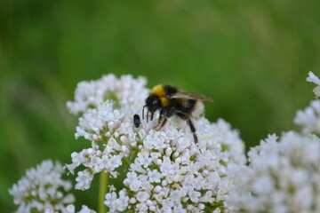 Hummel mit Käfer auf weißen Blüten