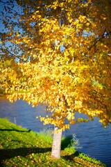 autumn tree near the river