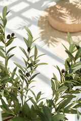 Olive tree decorate in the garden. Tropical style. Gardening. Home decoration. Country Farmhouse...