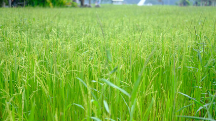 green wheat field in summer
