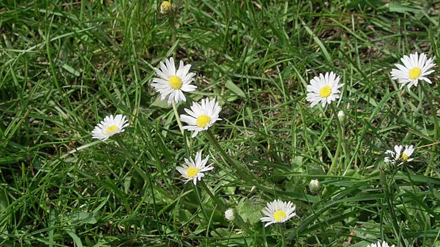 Das G&auml;nsebl&uuml;mchen, auch Ma&szlig;liebchen, Tausendsch&ouml;n, Monatsr&ouml;serl, Margritli genannt, auf einer frischen gr&uuml;nen Fr&uuml;hlingswiese. Die bekannte, essbare Pflanze Mitteleuropas steht f&uuml;r Treue und Vertrauen