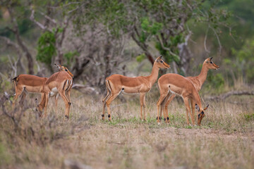 Impala (Aepyceros melampus) is a medium-sized antelope that lives in the east and south of Africa.