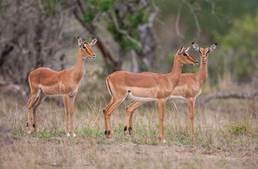 Naklejka na ściany i meble Impala (Aepyceros melampus) is a medium-sized antelope that lives in the east and south of Africa.