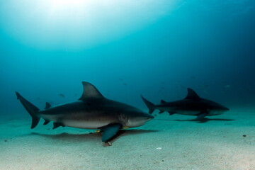 Bull Shark Cabo Pulmo Mexico