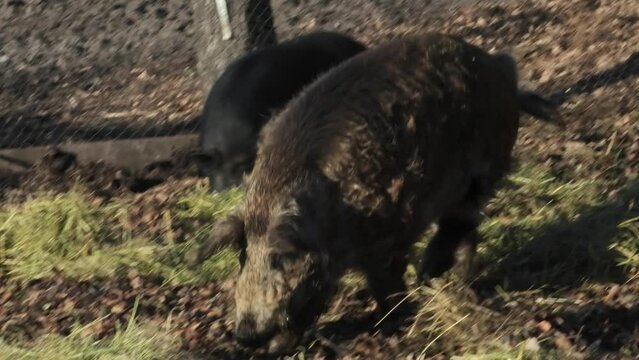 wild boars dig the soil with a snout, dig a hole in the ground. black and white boars in the reserve during the day. farm with pigs