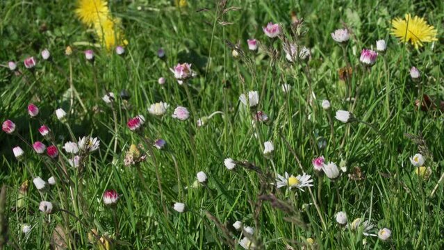 Das G&auml;nsebl&uuml;mchen, auch Ma&szlig;liebchen, Tausendsch&ouml;n, Monatsr&ouml;serl, Margritli genannt, auf einer frischen gr&uuml;nen Fr&uuml;hlingswiese. Die bekannte, essbare Pflanze Mitteleuropas steht f&uuml;r Treue und Vertrauen