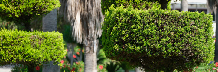 Trimmed evergreen thuja bushes in garden and green lawn in park