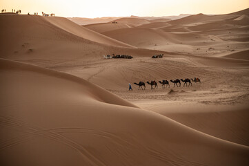 Fototapeta na wymiar Camel Merzouga Maroc