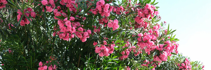 Oleander flowers as floral background. Summer flowers in garden
