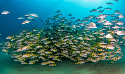 Fototapeta na wymiar Cabo Pulmo Mexico Fish Paradise