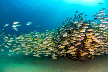 Naklejka na ściany i meble Cabo Pulmo Mexico Fish Paradise