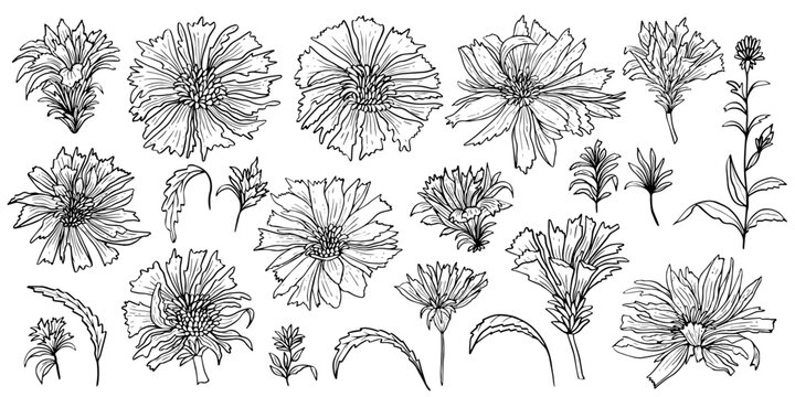 Floral clipart with flowers and buds of chicory. Vector collection of flowers for decor.