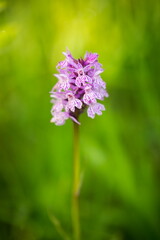 Orchidaceae. The wild nature of the Czech Republic. A rare plant of wild nature. Plant in the grass. Beautiful picture. Spring nature. Dactylorhiza fuchsii     
