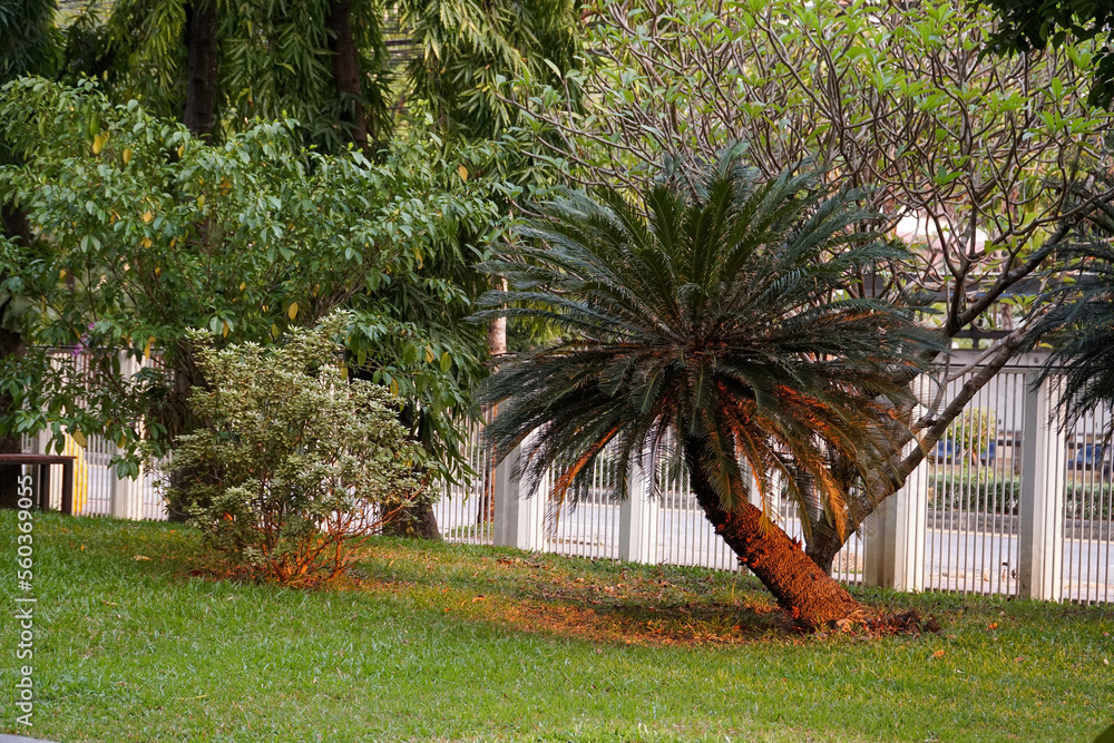 Canvas Prints garden with trees