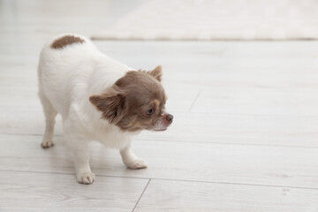 Adorable Chihuahua dog on floor, space for text