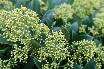 romanische Kirche St. Peter, Gratsch, Meran - Chiesa San Pietro, Merano, Alto Adige