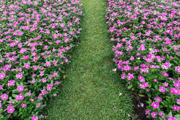 pink flowers in the garden with path way