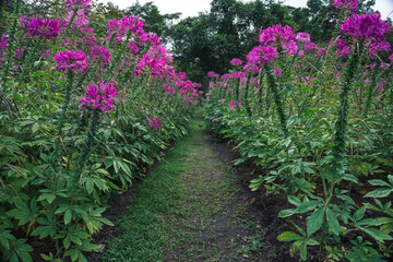 Fototapeta na wymiar flowers in the garden with path way