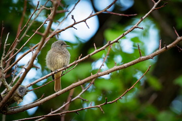 Phoenicurus phoenicurus. The wild nature of the Czech Republic. Free nature. Beautiful picture. Bird on the tree. Spring nature. From bird life. 