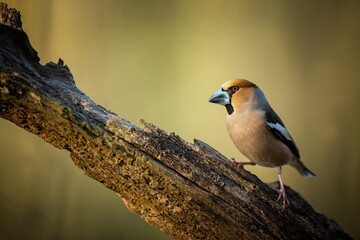 Coccothraustes coccothraustes. Wild nature. A bird on a tree. A beautiful picture of nature. Color photograph. Bird. Amazing nature. Animal in natural environment.