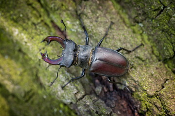 Dominant stag beetle, lucanus cervus, holding the defeated one turned upside down in mandibles...