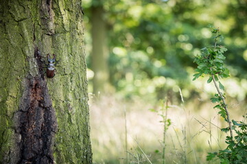 Dominant stag beetle, lucanus cervus, holding the defeated one turned upside down in mandibles during a fight on a branch in summer. Insect males battling in green nature. A rare and endangered beetle
