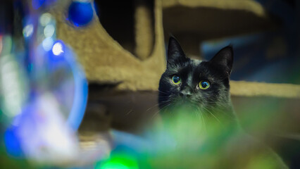A black cat stares in surprise at a Christmas tree with festive lights