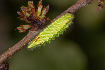 DE, NRW, Opladen, 13.03.2022, Satyrium w-album, Ulmen-Zipfelfalter, Raupe