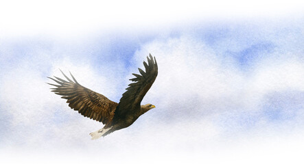 A flying eagle in the sky hand drawn in watercolor isolated on a white background. Watercolor illustration. 
