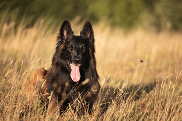 Obraz na płótnie Canvas happy tervueren belgian shepherd dog lying down in tall dry grass in the summer at sunset close-up
